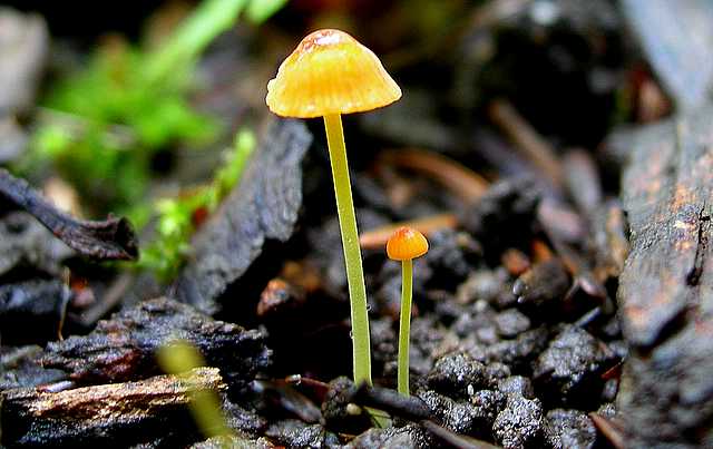 2005 :  Un anno di funghi